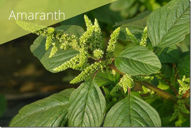 Amaranth