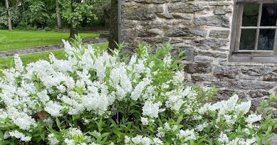 Large bush with cone-shaped clusters of small white blossoms and long stems with green leaves (fuzzy deutzia) in front of stone building at Ephrata Cloister