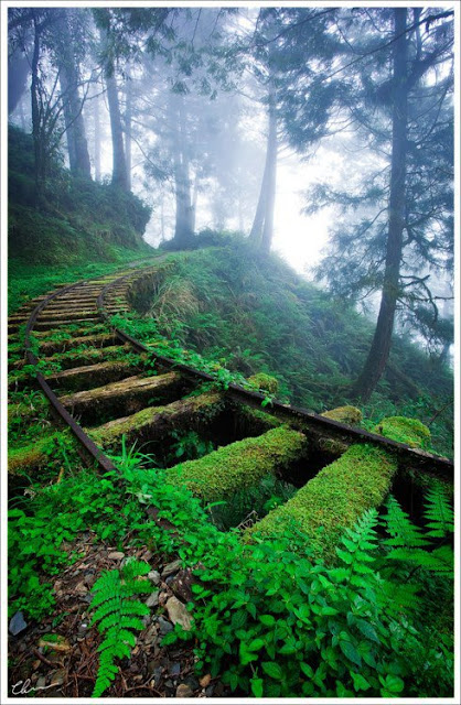 vias del tren montaña vegetacion