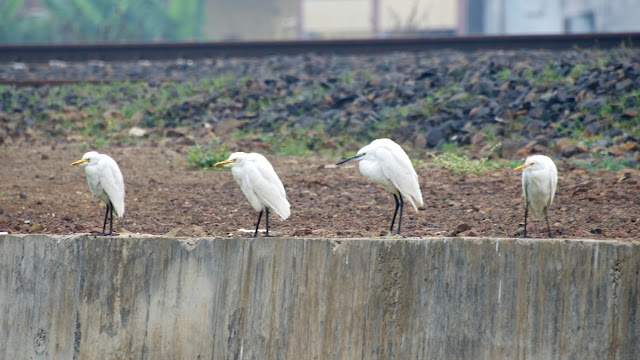 Cattle Egret गाय बगुला, सुर्खिया बगुला (Bubulcus ibis) and Little Egret बौना बगुला, करछिया (Egretta garzetta)