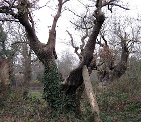 Veteran oaks on West Wickham Common in winter
