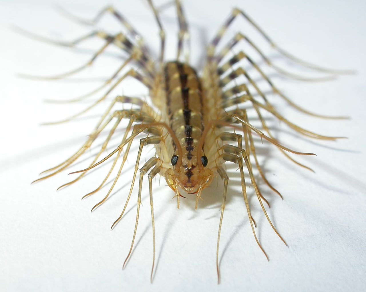 Scientastic!: Horrifying Creatures From My Youth: The House Centipede