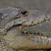 Crocodile Eats Woman & Her Baby In Uganda