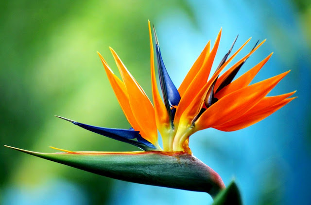 Top 10 Most Beautiful Flowers in the World, Bird Of Paradise 