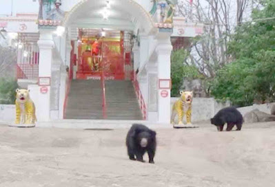 दैनिक भालू आरती मंदिर में