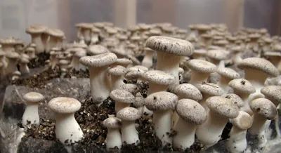 Cost of starting a mushroom farm in South Africa