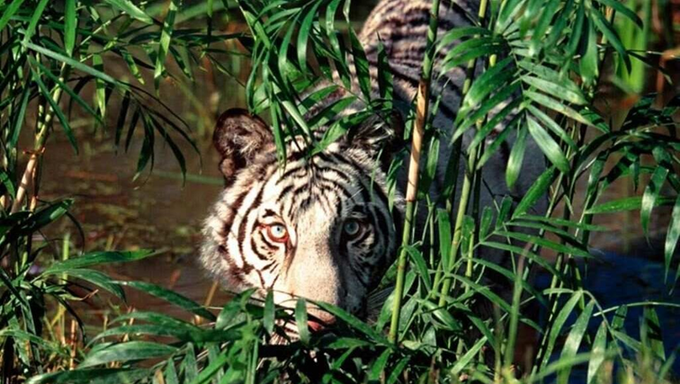 Los tigres son uno de los grandes felinos que se han adaptado a este tipo de ecosistemas tropicales.