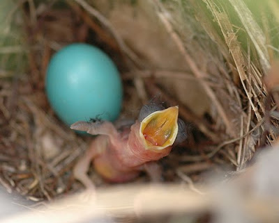 Innocent Cute Bird born Today