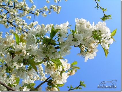 fiori di ciliegio_wm