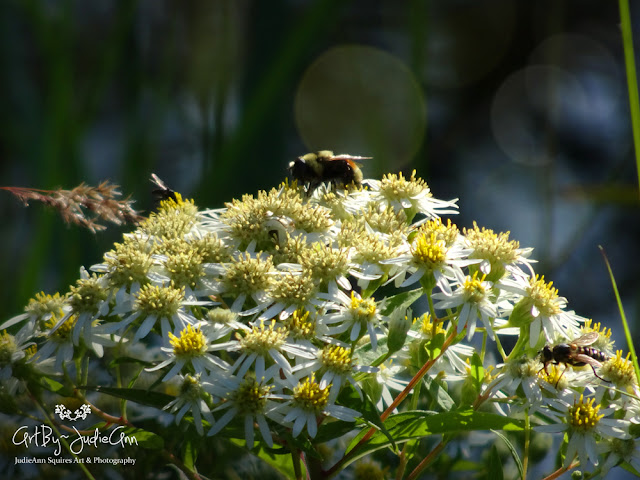 Bumble Bee Photos