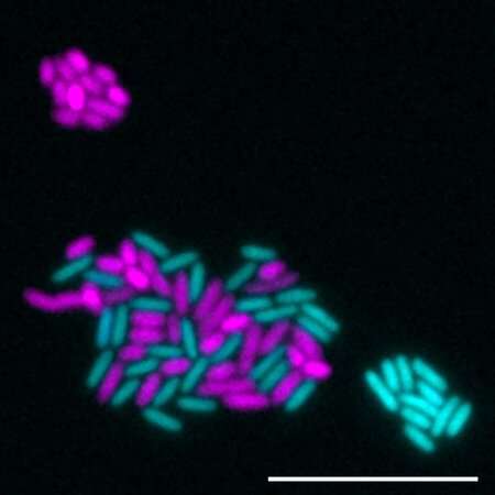 In the absence of oxygen, co-cultures of bacterial strains that produce (magenta) or consume (cyan) nitric oxide exhibit range-dependent growth and result in single cell intermixing. The scale bar represents 10 meters. S. Wilbert provided the image.
