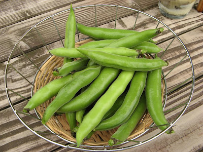 broadbeans