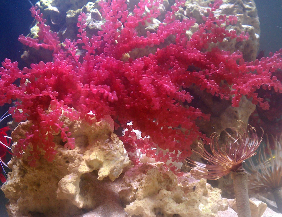 Red algae