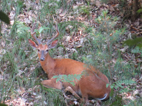 buck in velvet lying down