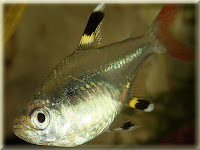 X-Ray Tetra Fish Pictures