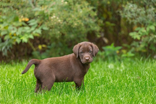 Buy Chocolate Lab Puppies For Sale Near Me Price Cheap