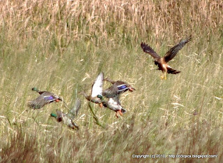 Northern Harrier and Mallards