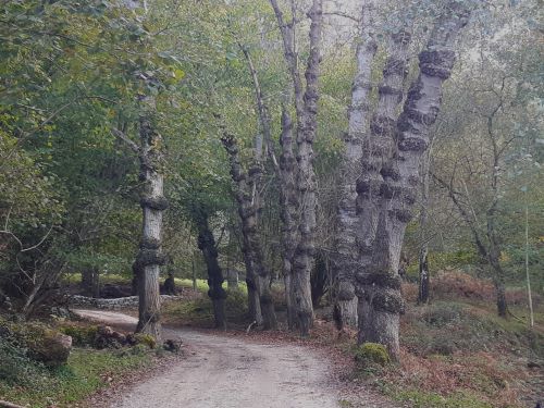 Grupo de árboles con agallas