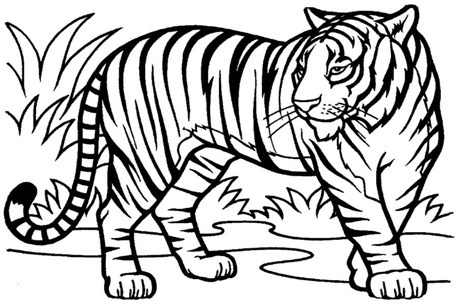 Mewarnai Gambar Harimau