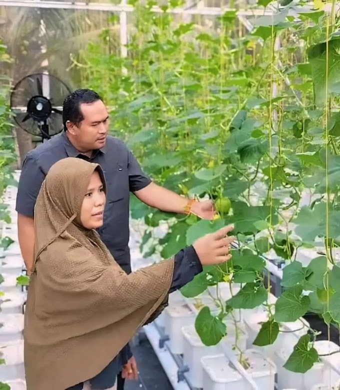 Kampung Apar Inovation Center Mulai Budidayakan Melon Golden Apollo Hidroponik