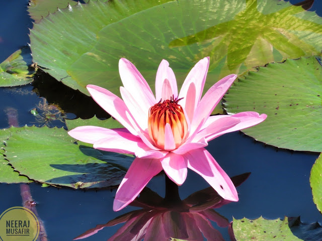 Lotus Pond in Agumbe