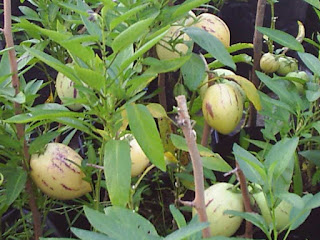 Melon Pear Fruit pictures