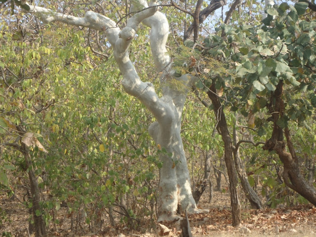 Gir, Sasan Gir, Trees