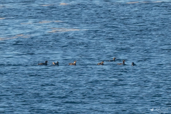 Velvet scoter