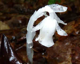 transparent mushrooms