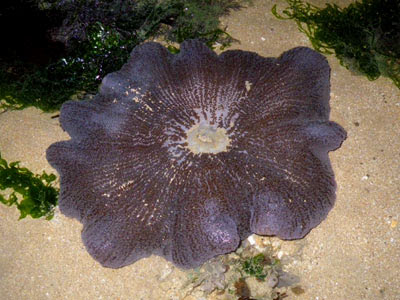 Haddon's Carpet Anemone (Stichodactyla haddoni)