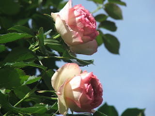 Rose Pierre de Ronsard