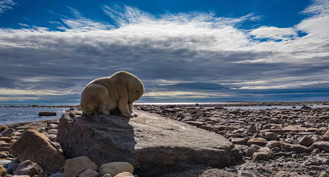 Фотографии белых медведей