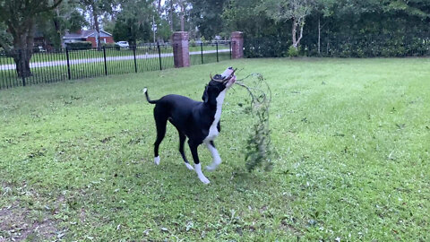 Great Dane helps clean up branches from Hurricane lan