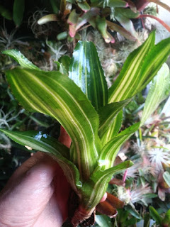 Neoregelia antigone