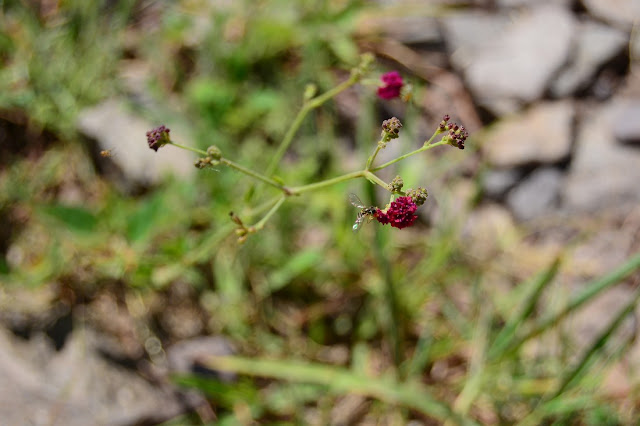 Boerhavia coccinea