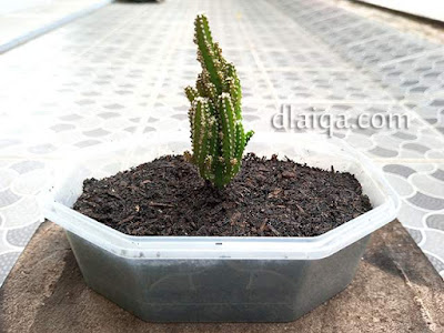 Kaktus Candi (Acanthocereus tetragonus)