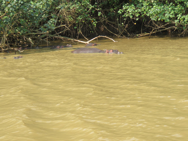 Hippo & Croc Boat Cruise