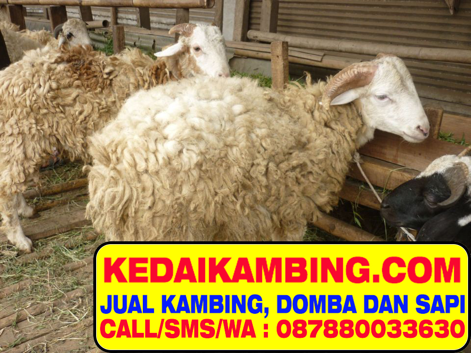 087880033630  Harga Jual kambing dan sapi qurban Harga 