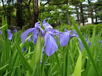 八橋のカキツバタ