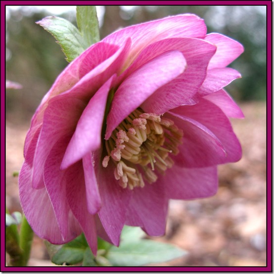 Helleborus