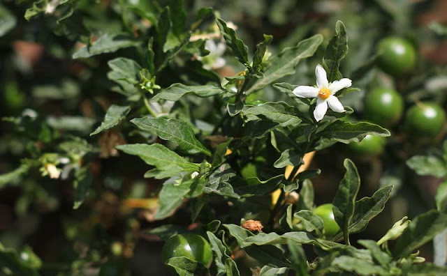 Solanum Pseudocapsicum