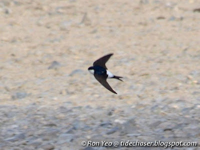 Asian House Martin (Delichon dasypus)