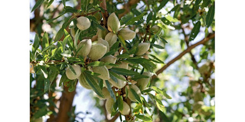 JUAL KACANG ALMOND Karangasem