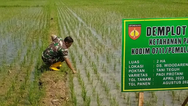 Lahan Demlot Kodim Pemalang Bantu Program Ketahanan Pangan Nasional