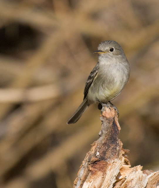 Gray Flycatcher