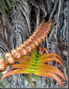 Fern 1