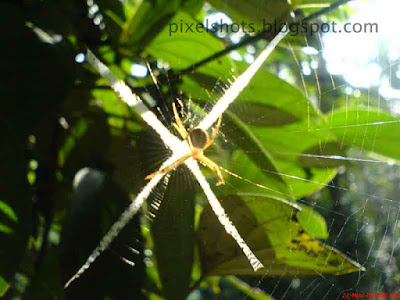 spider-web,spiders,spider in the web closeup digital photograph taken with cell phone in macro focus mode,masterpiece,photos,fresh,insect photos,spider and web macro picture,cellphone photography,cool-camera-photos,insect-photography,pixelshots-macros