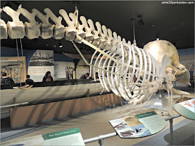 Esqueleto de Cachalote en el Museo de las Ballenas de New Bedford