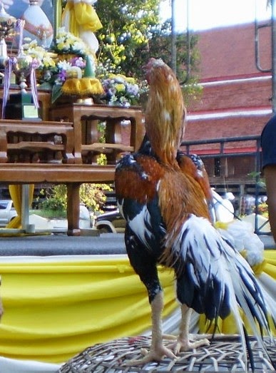  Gambar  Ayam  Sambung Laga Thailand Terbaik Ayam  Juara
