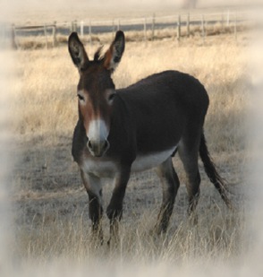 Donkey 2